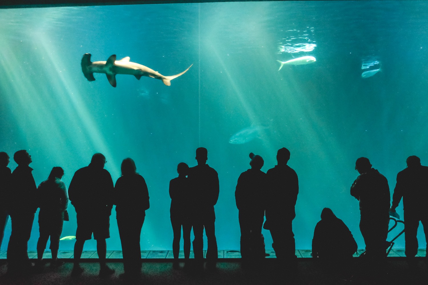 Monterey Bay Aquarium