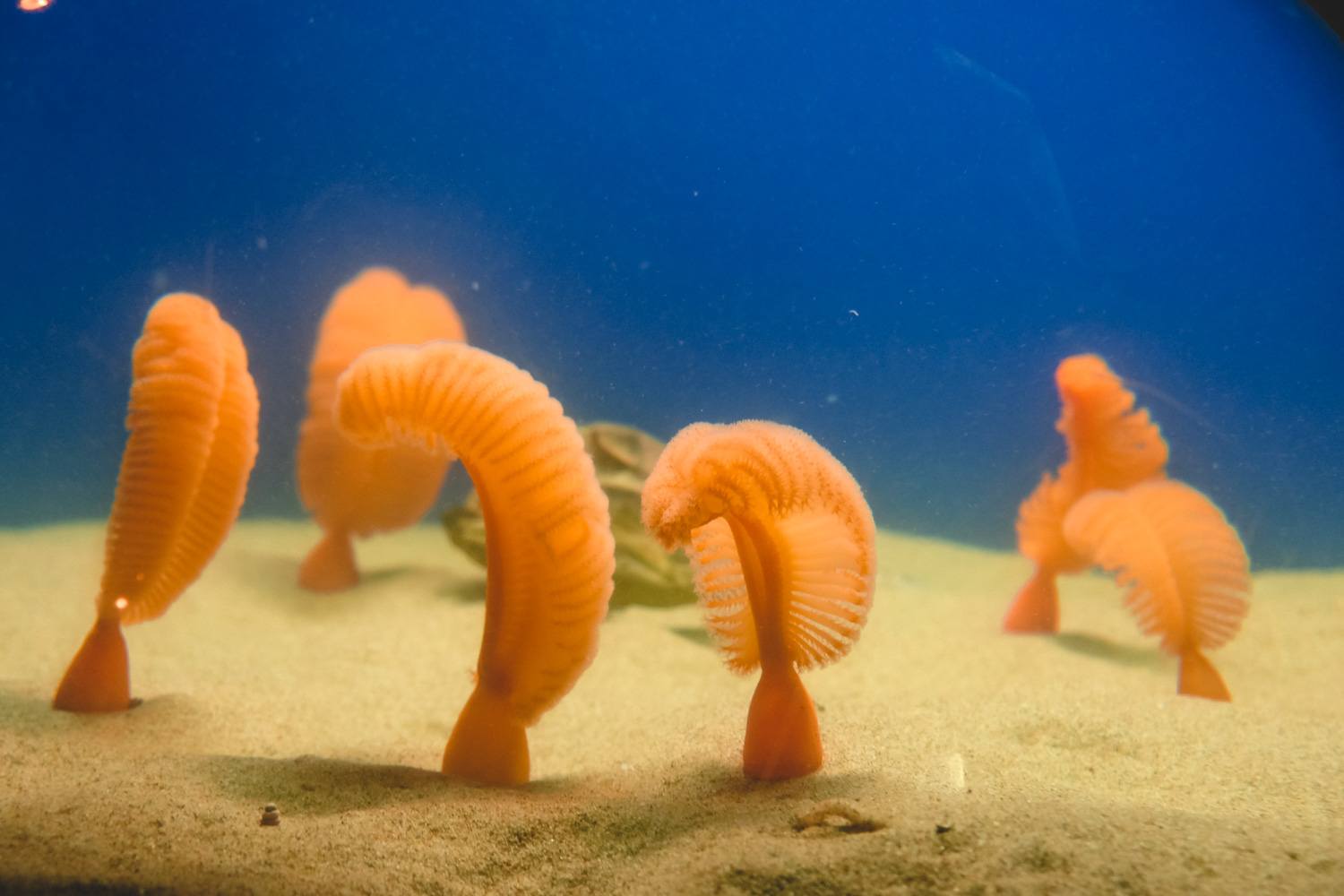 Monterey Bay Aquarium