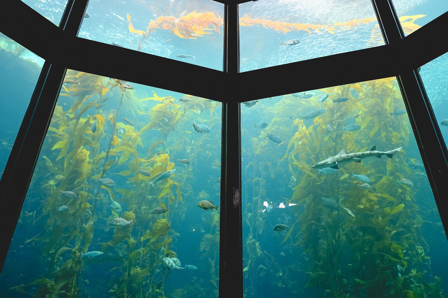 Tips for Visiting Monterey Bay Aquarium • The Blonde Abroad - Monterey Bay Aquarium 9