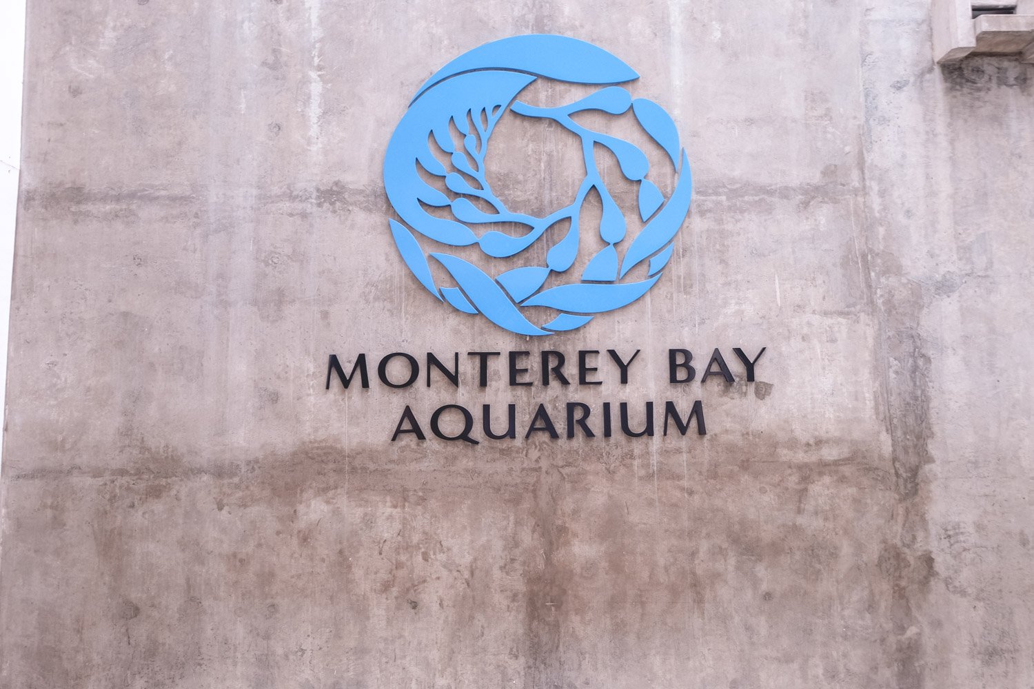 Tips For Visiting Monterey Bay Aquarium The Blonde Abroad