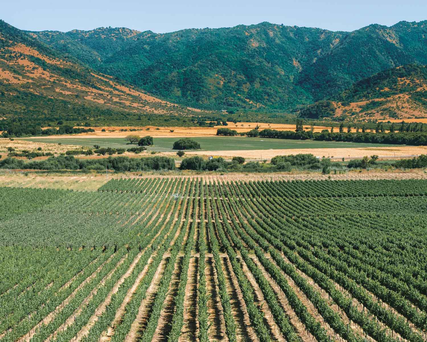 wine farm in chile