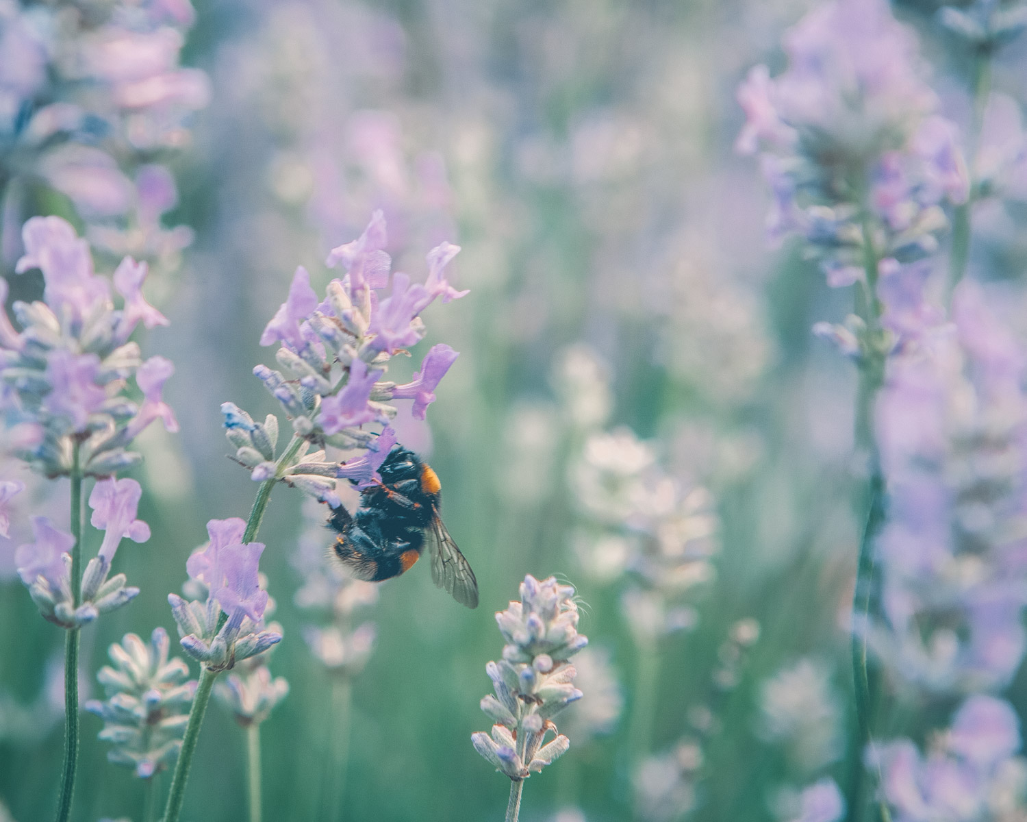 bee in lavender field