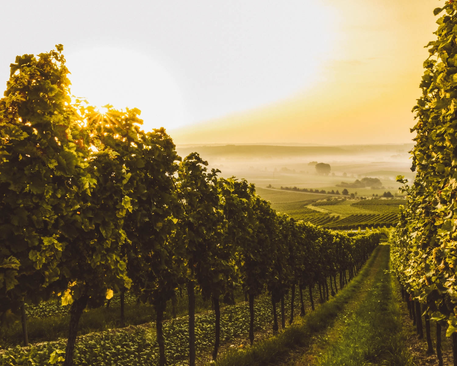 vineyard in spain