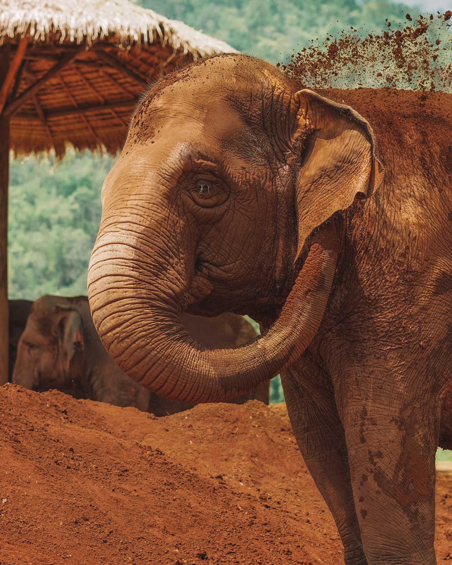 elephant in thailand