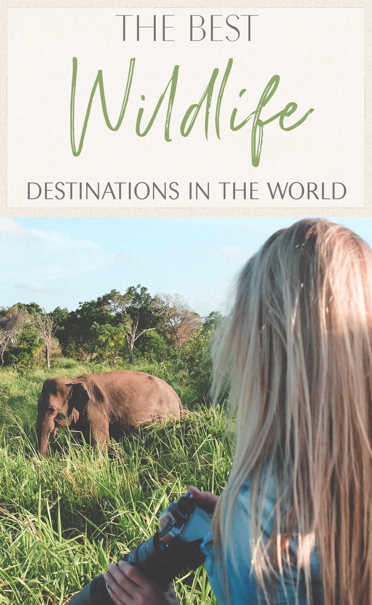 The Best Wildlife Destinations in the World • The Blonde Abroad