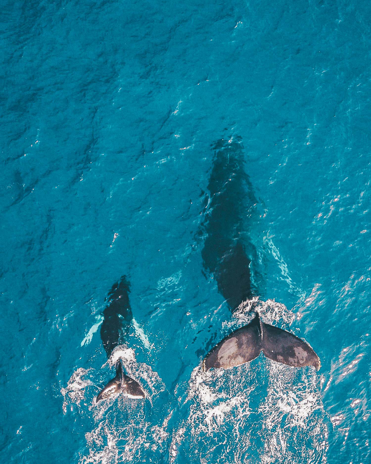 whales in the ocean