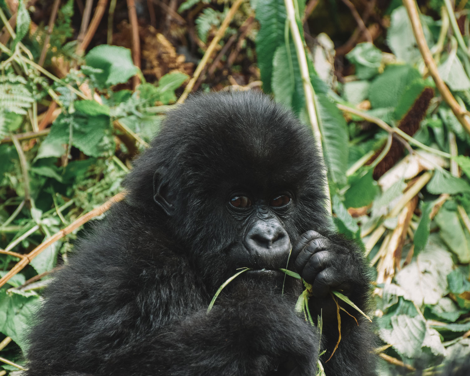 baby gorilla in rwanda