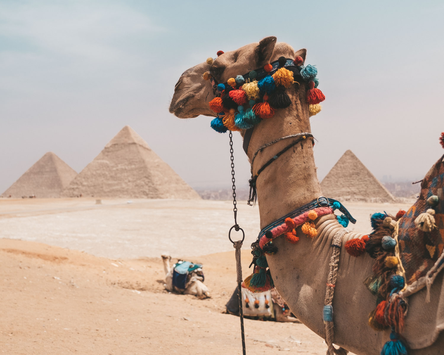 camel in egypt