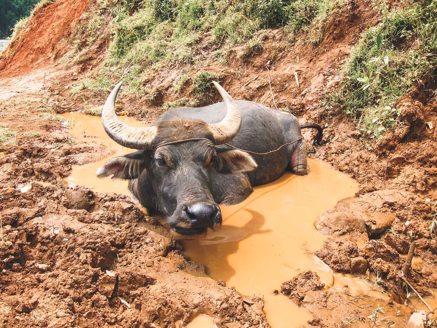 Vietnam Water Buffalo