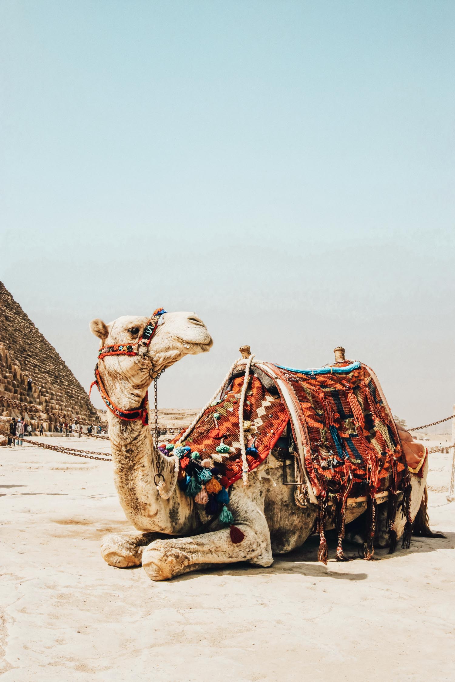 camel egypt