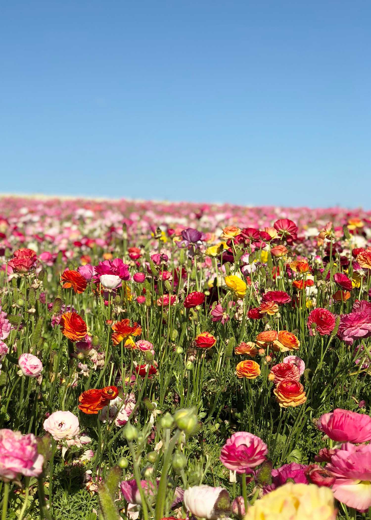 Field of Florals