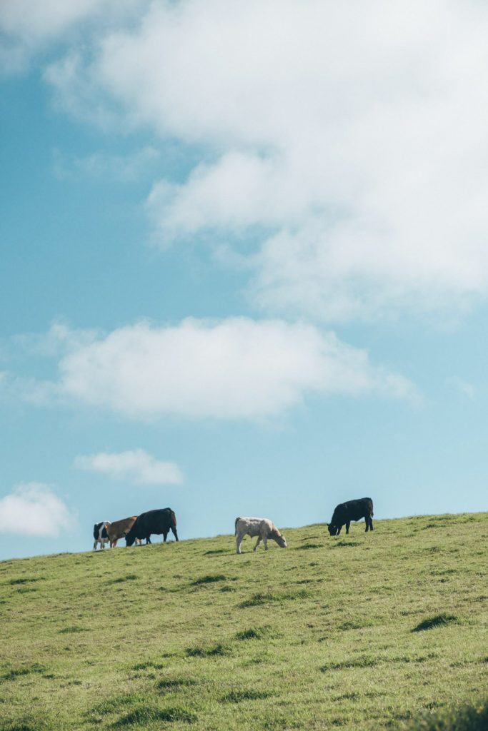 20 Photos to Inspire You to Visit Ireland • The Blonde Abroad