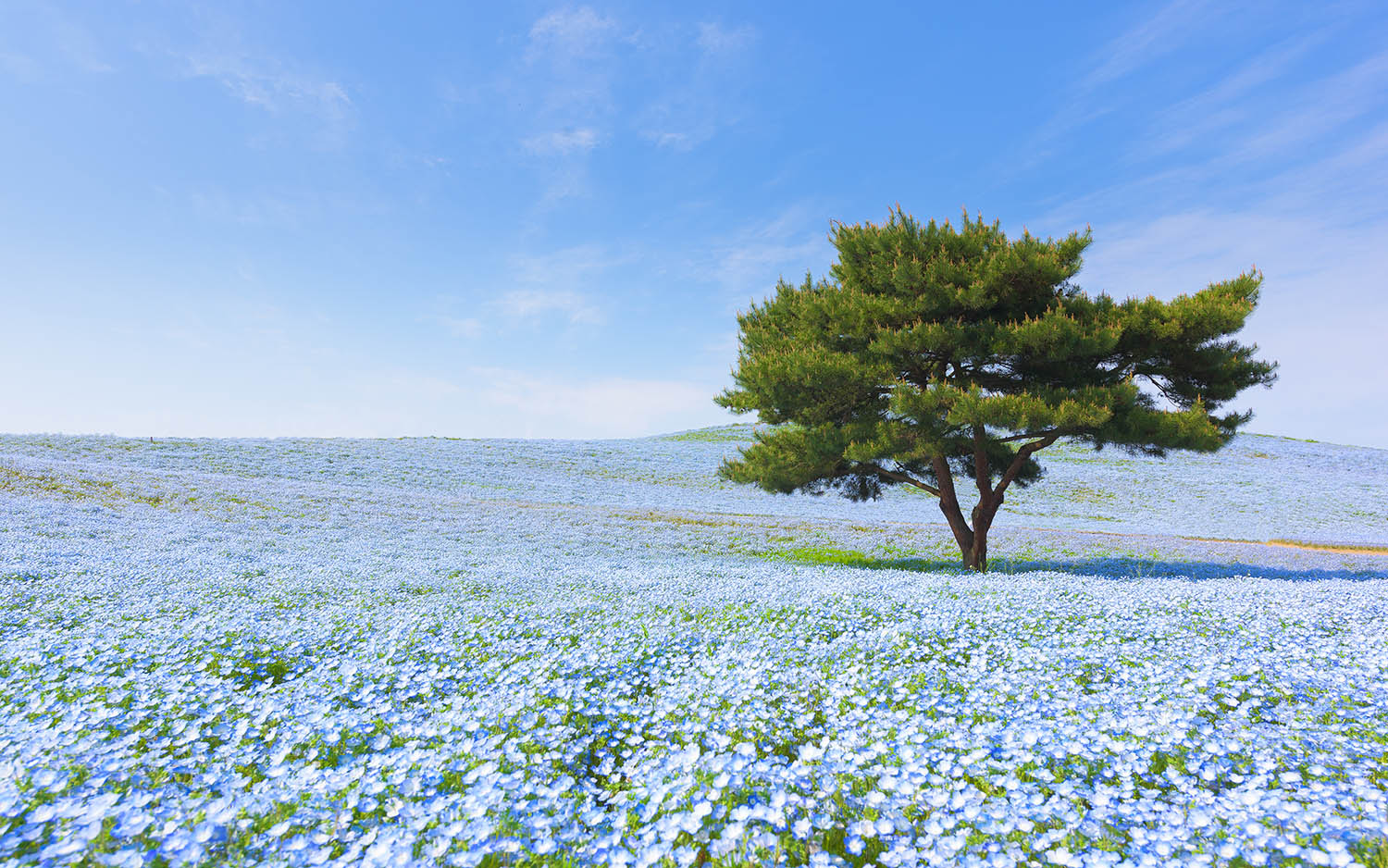 10 Gorgeous Fields of Flowers Worth Traveling to See