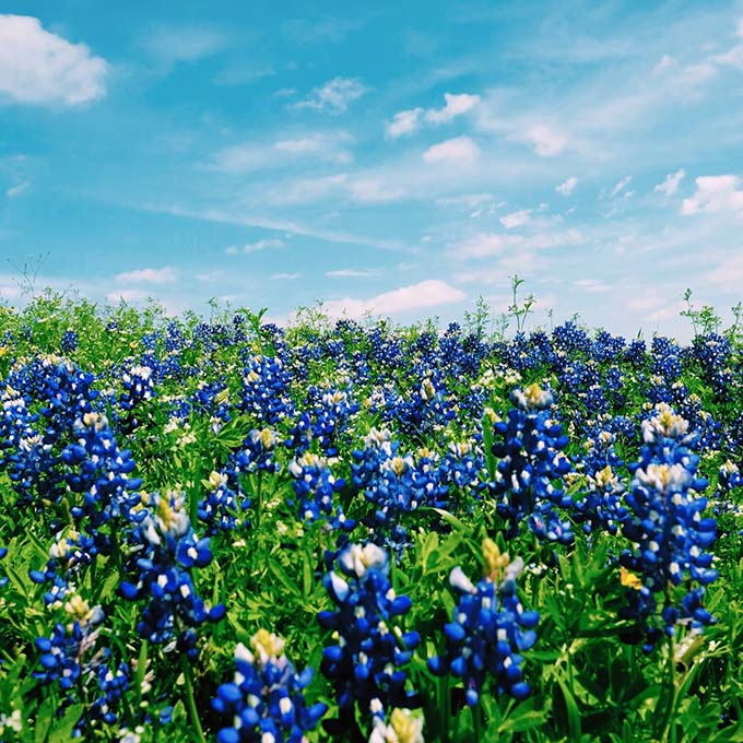 Field of Florals