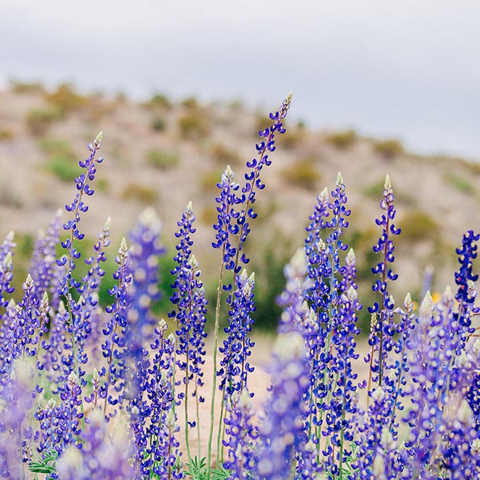 10 Gorgeous Fields of Flowers Worth Traveling to See