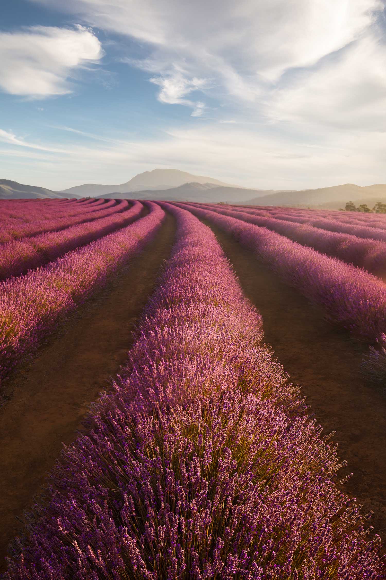 Field of Florals