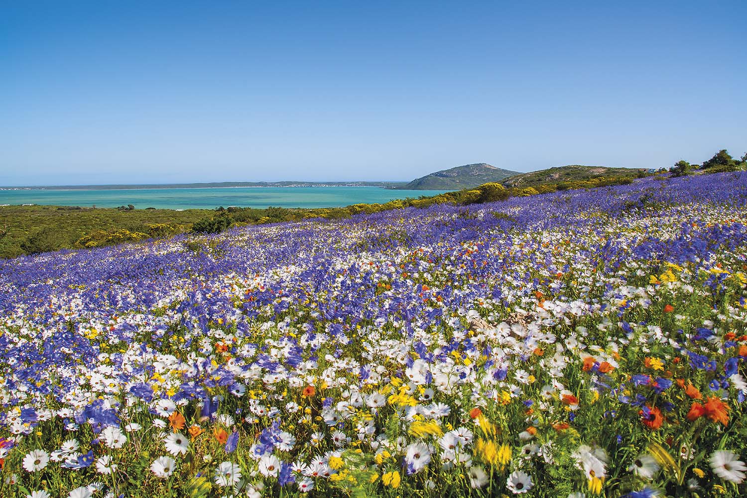 blue flower field near me