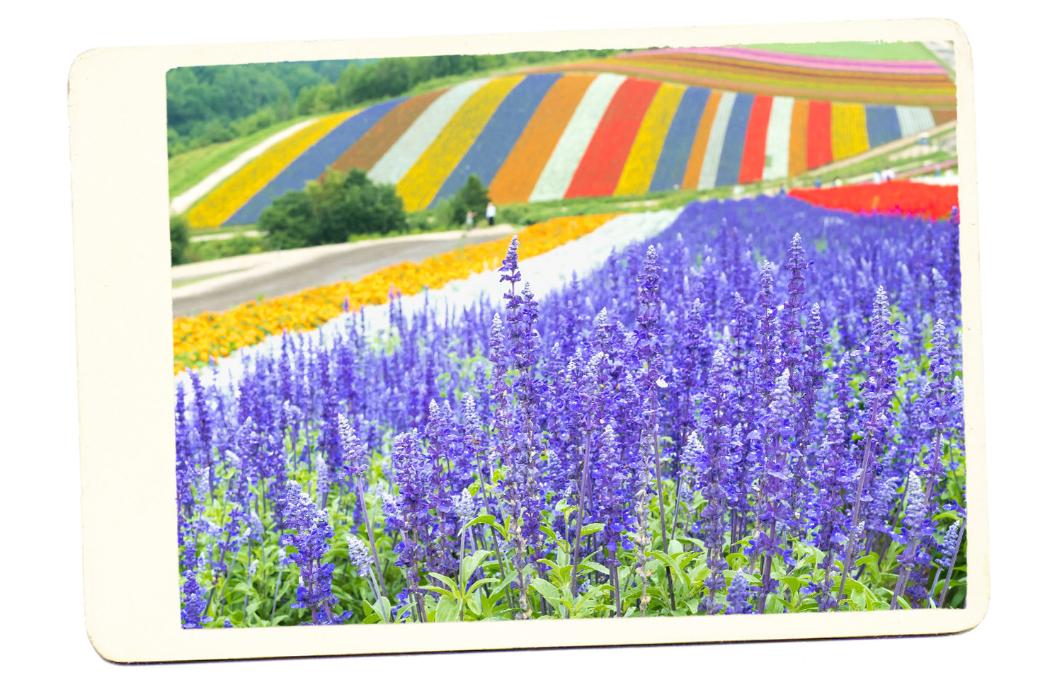 furano flower fields japan