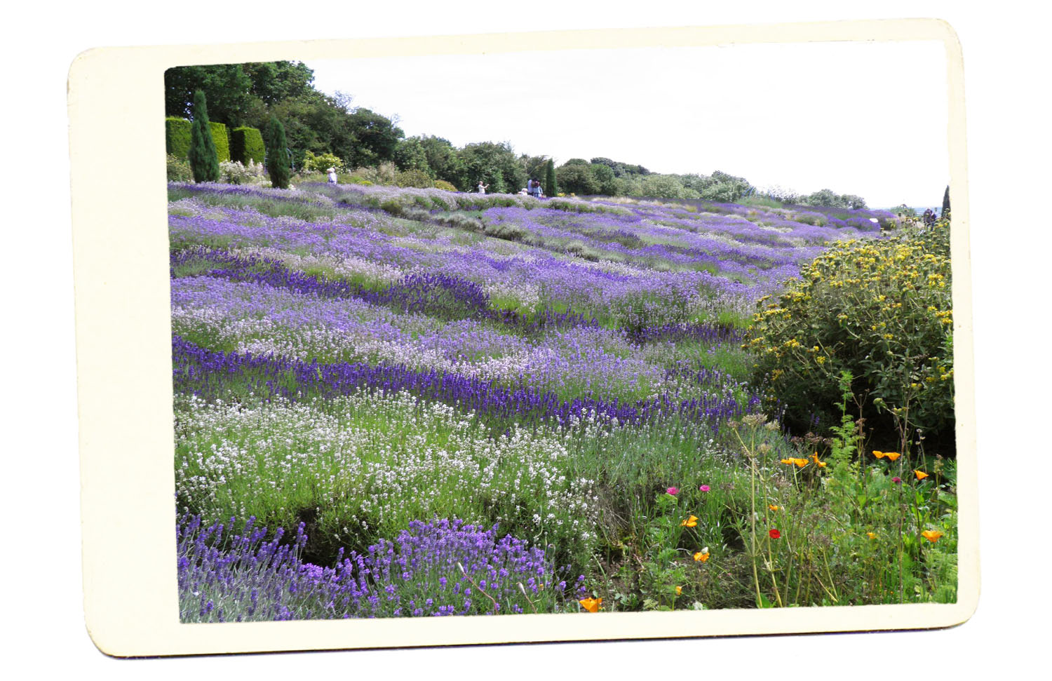 lavender field england