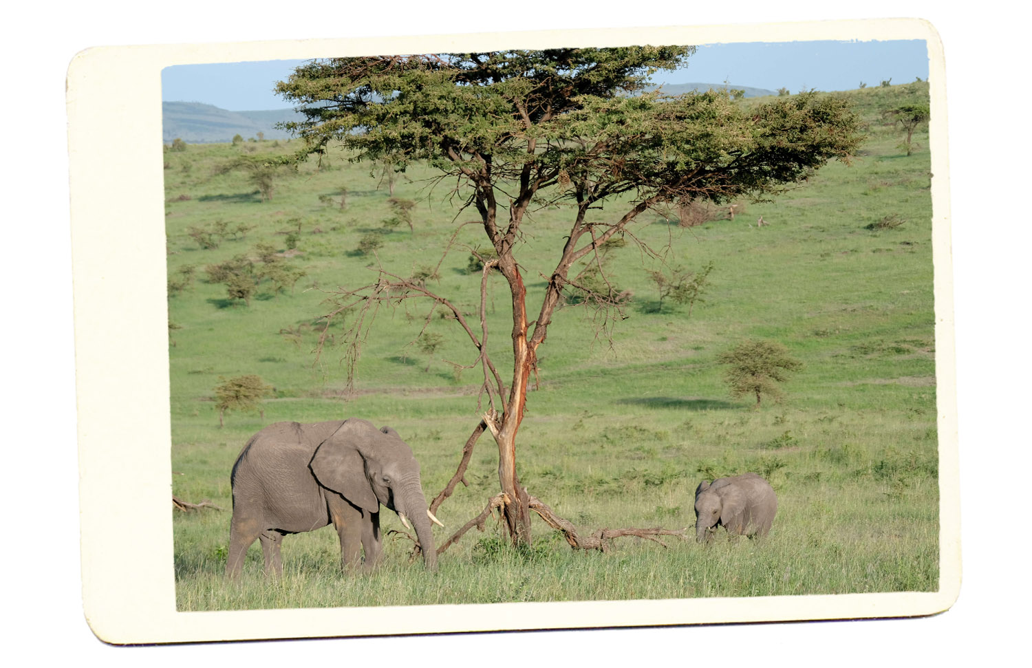 baby elephant safari