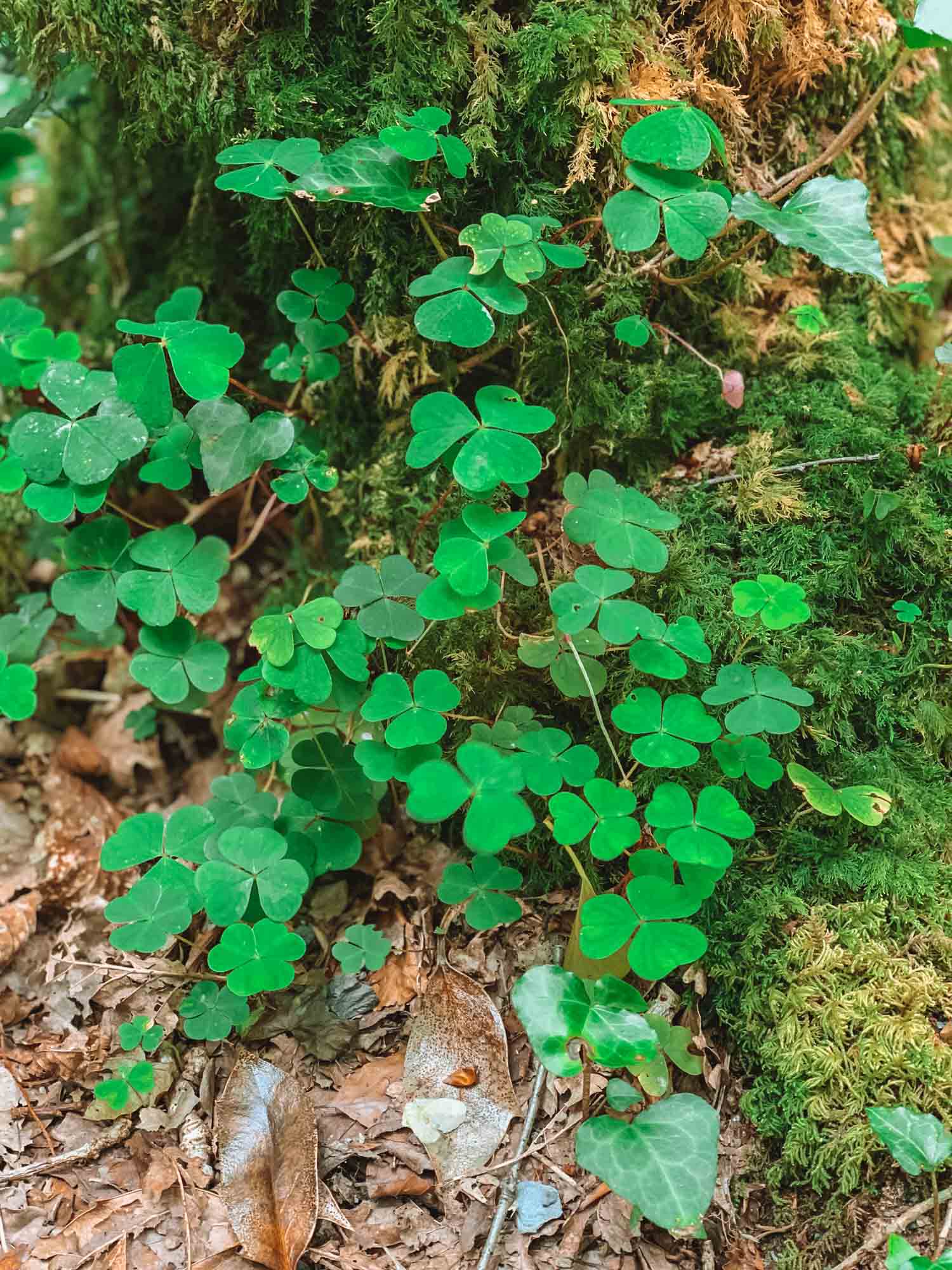 clovers ireland