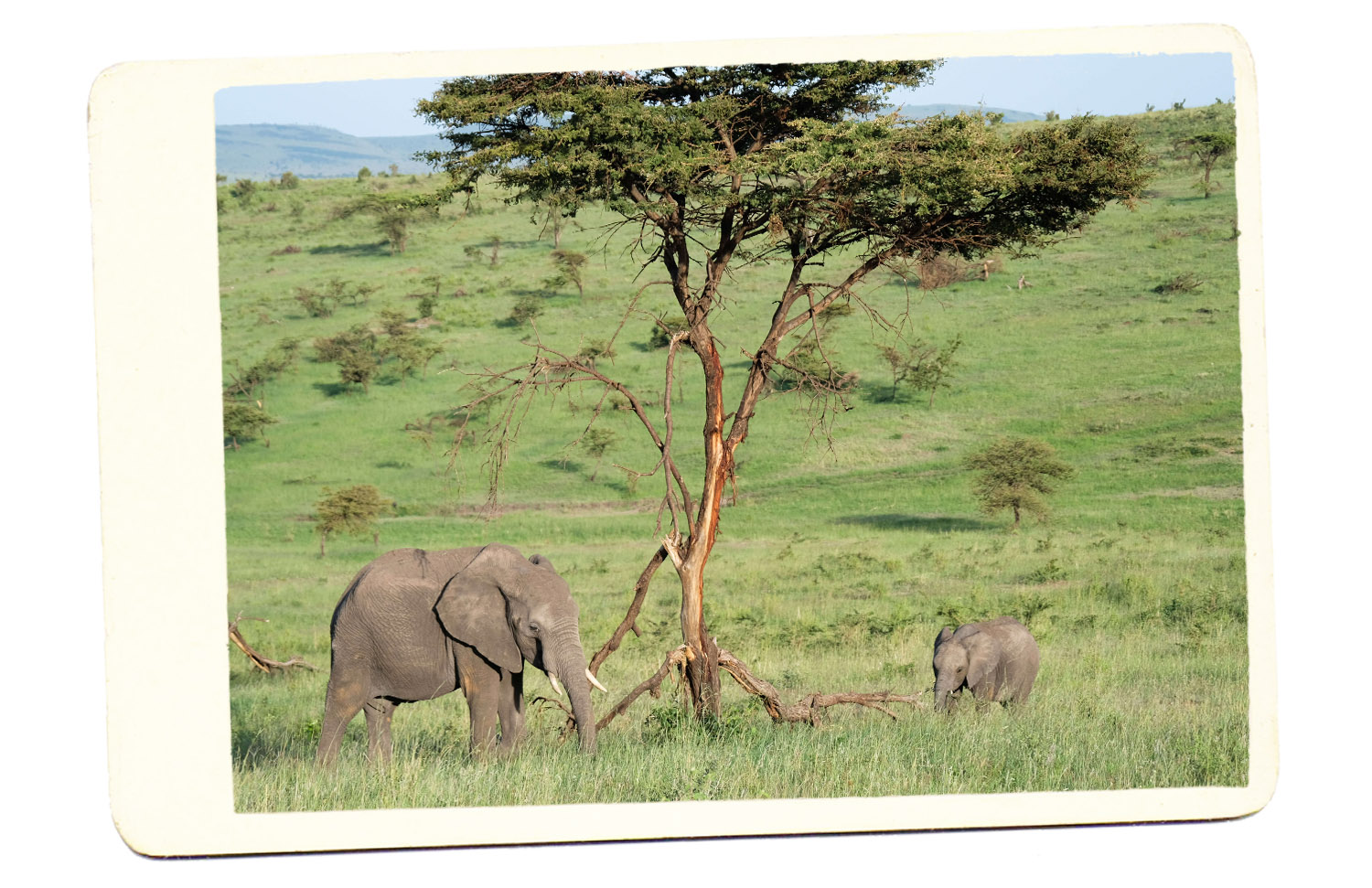 elephants in africa safari