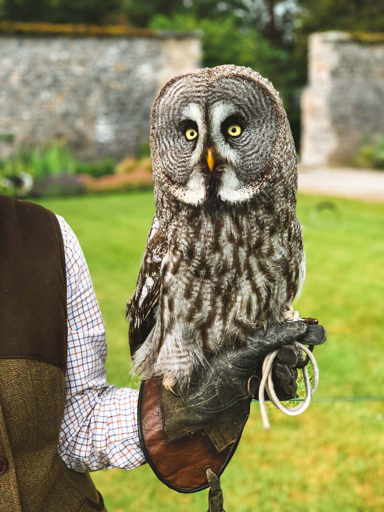 owl ireland