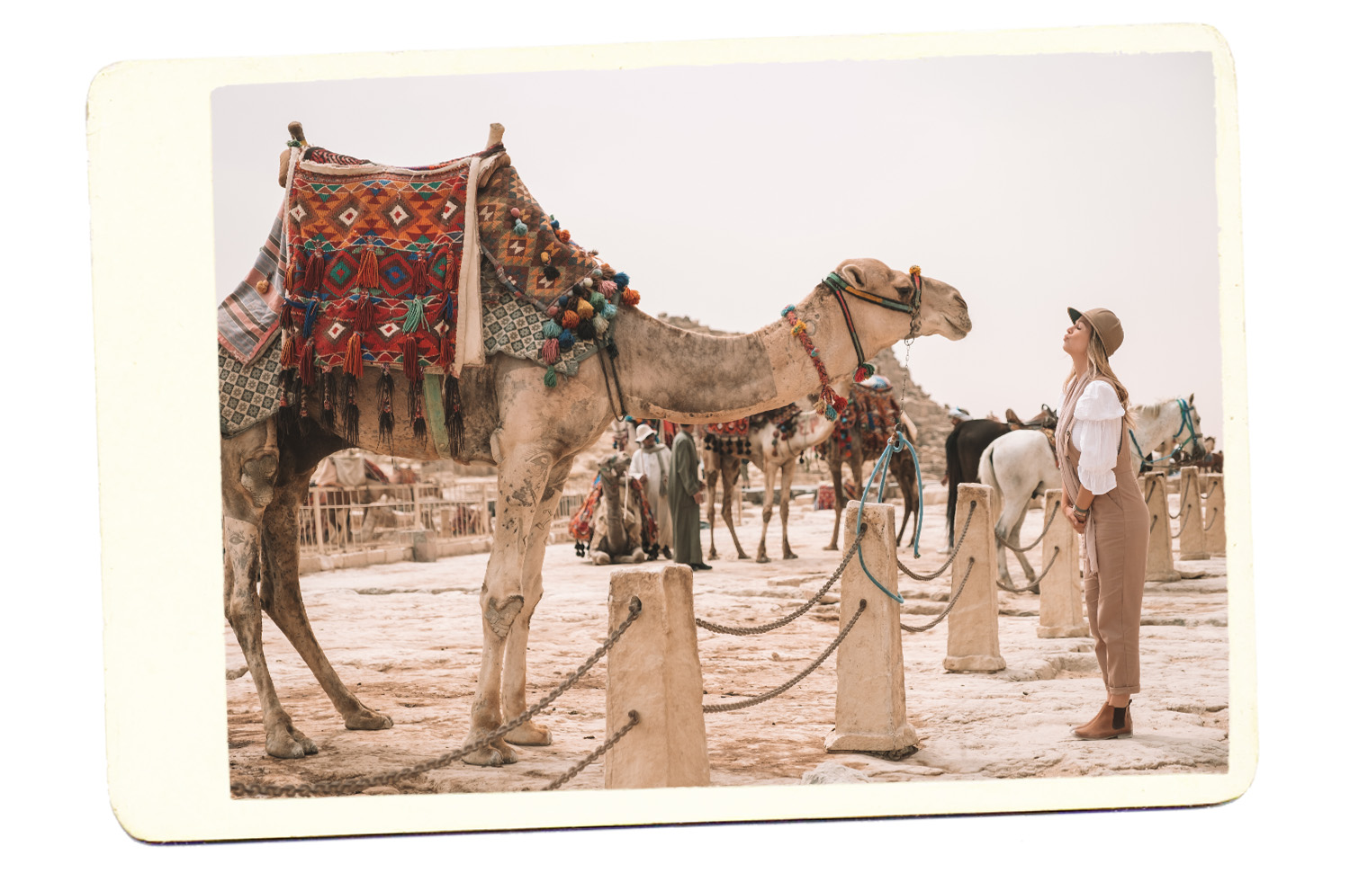 camel pyramid giza