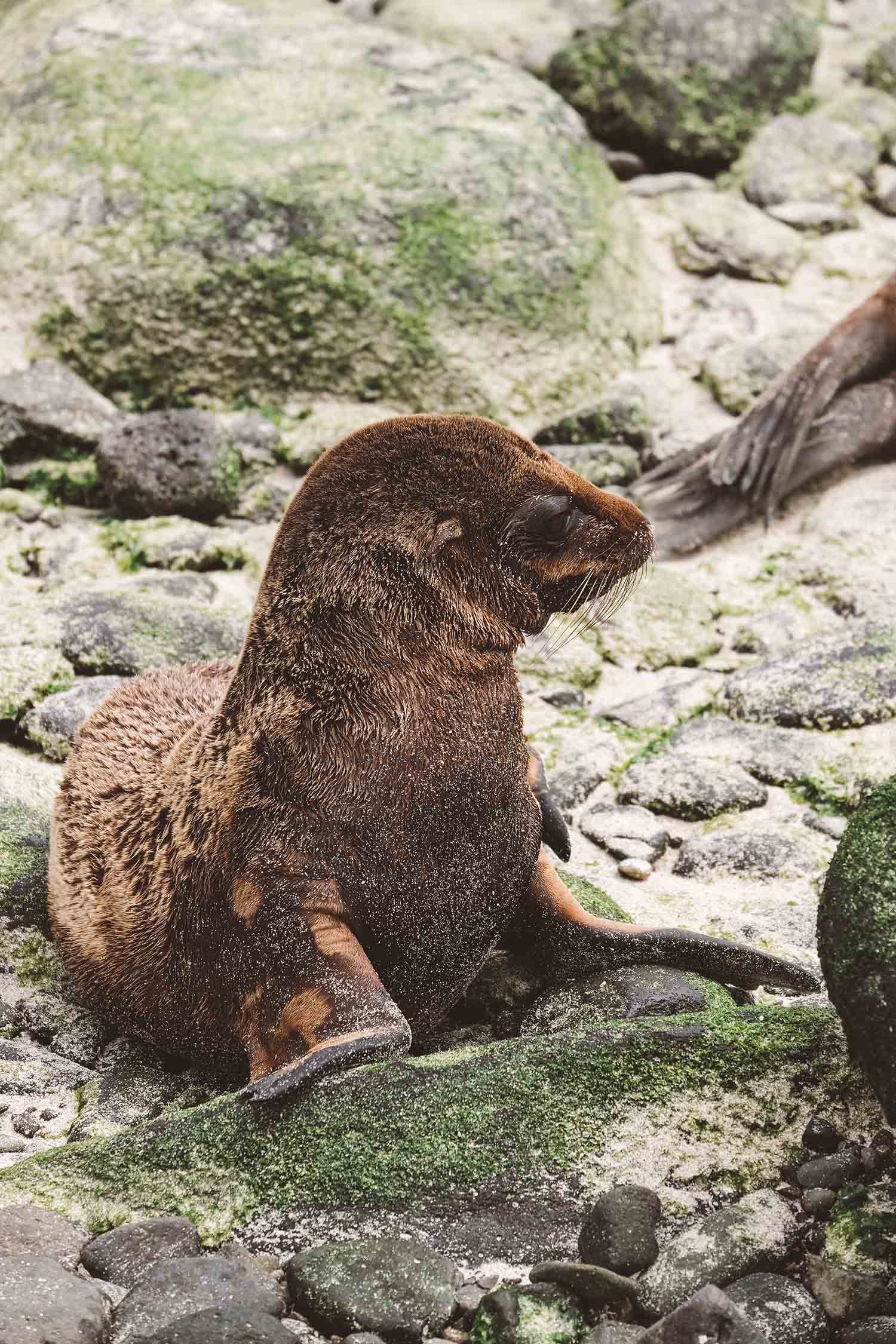 baby seal espanola island galapagos