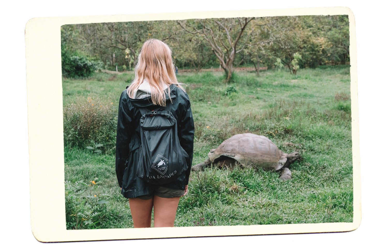 galapagos tba escapes backpack tortoise