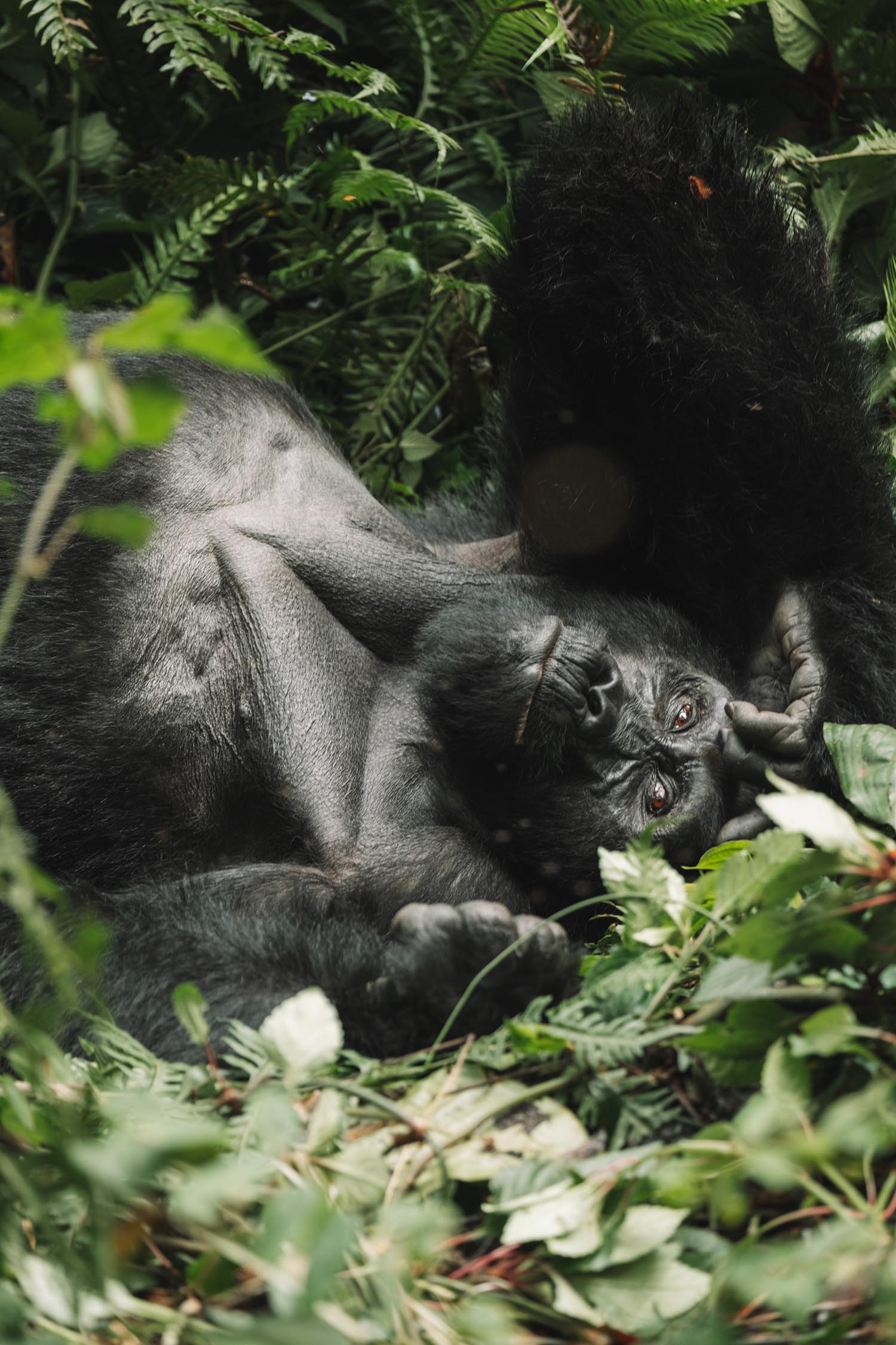 gorilla trekking uganda JUNGLE