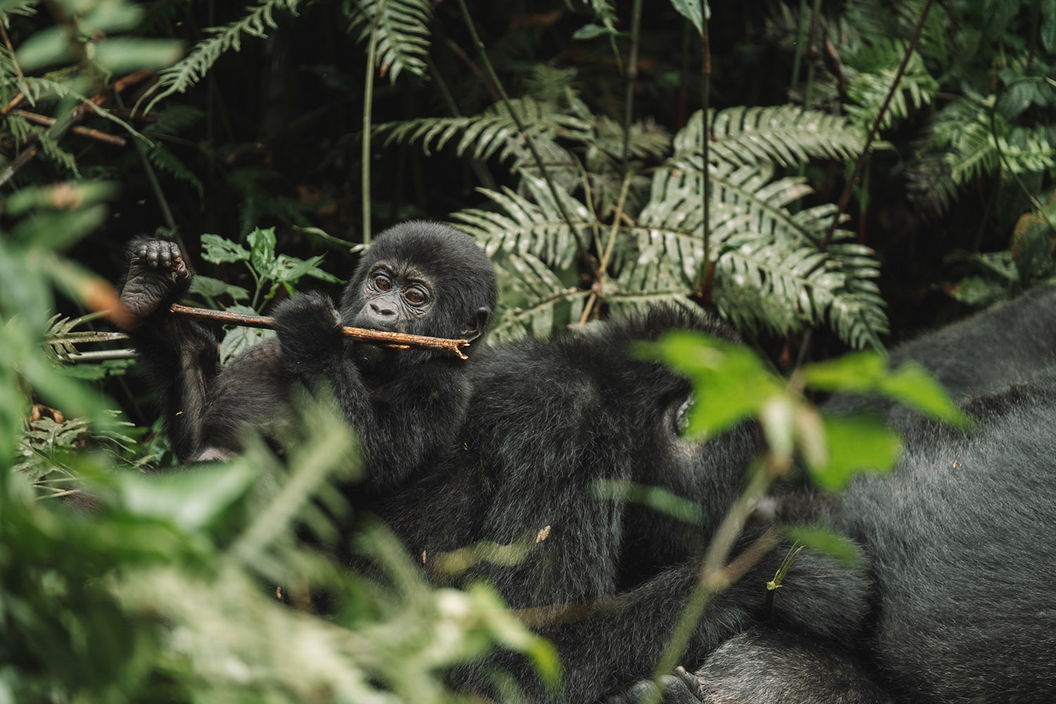 gorilla trekking uganda