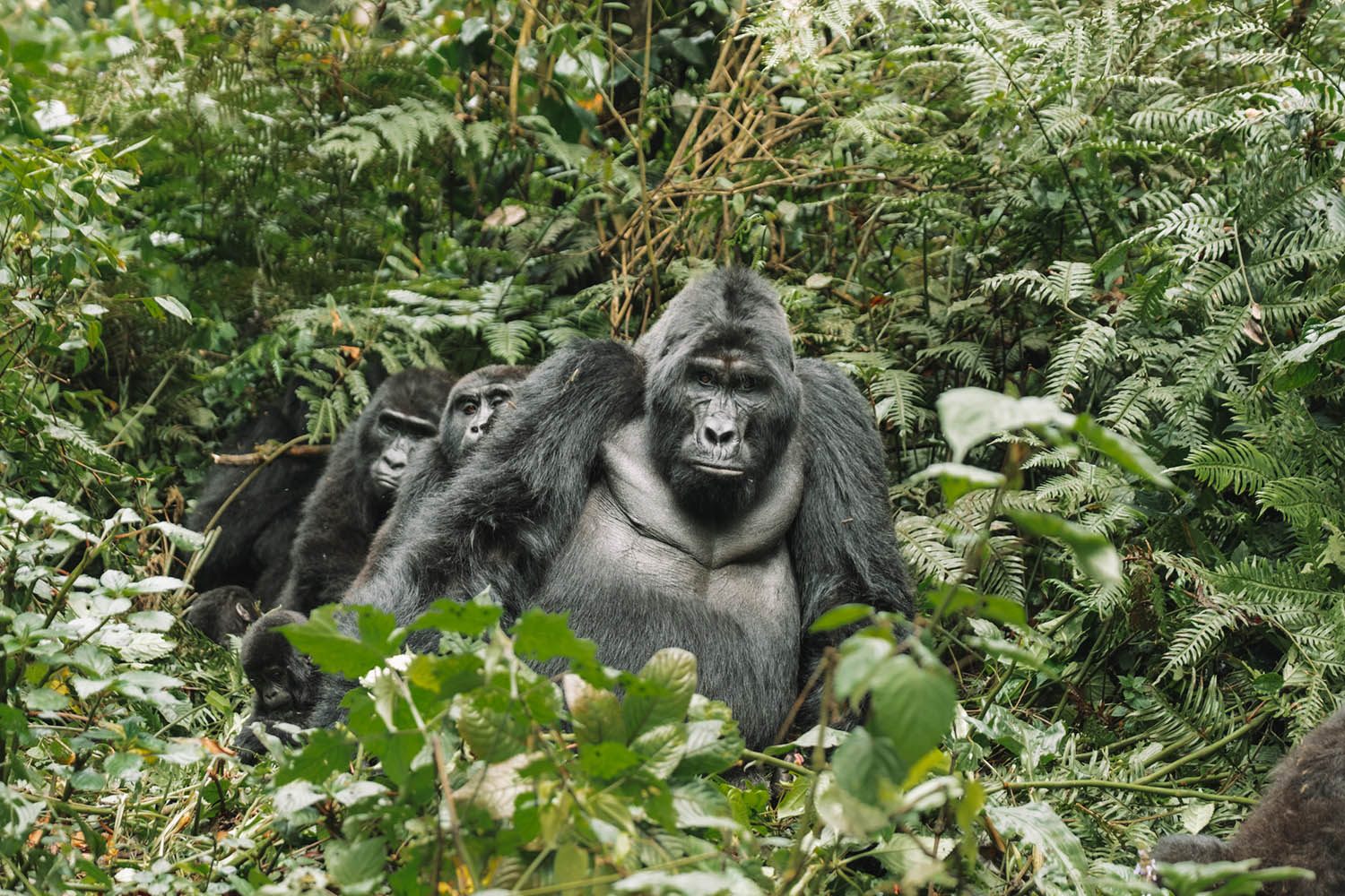 gorilla trekking uganda