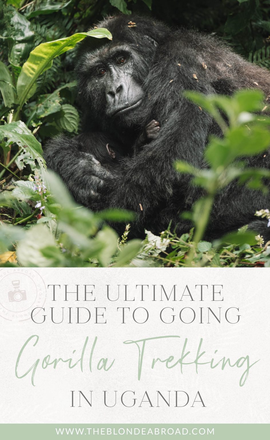 The Ultimate Guide to Gorilla Trekking in Uganda • The Blonde Abroad