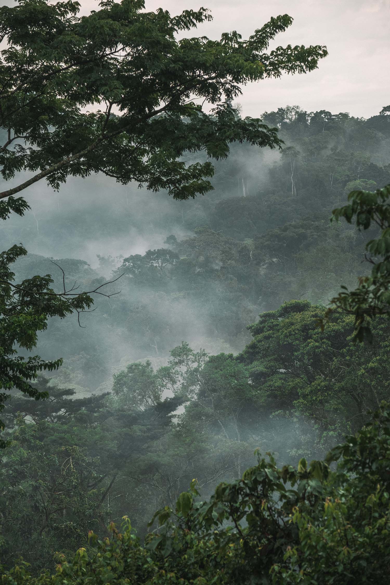 gorilla trekking uganda