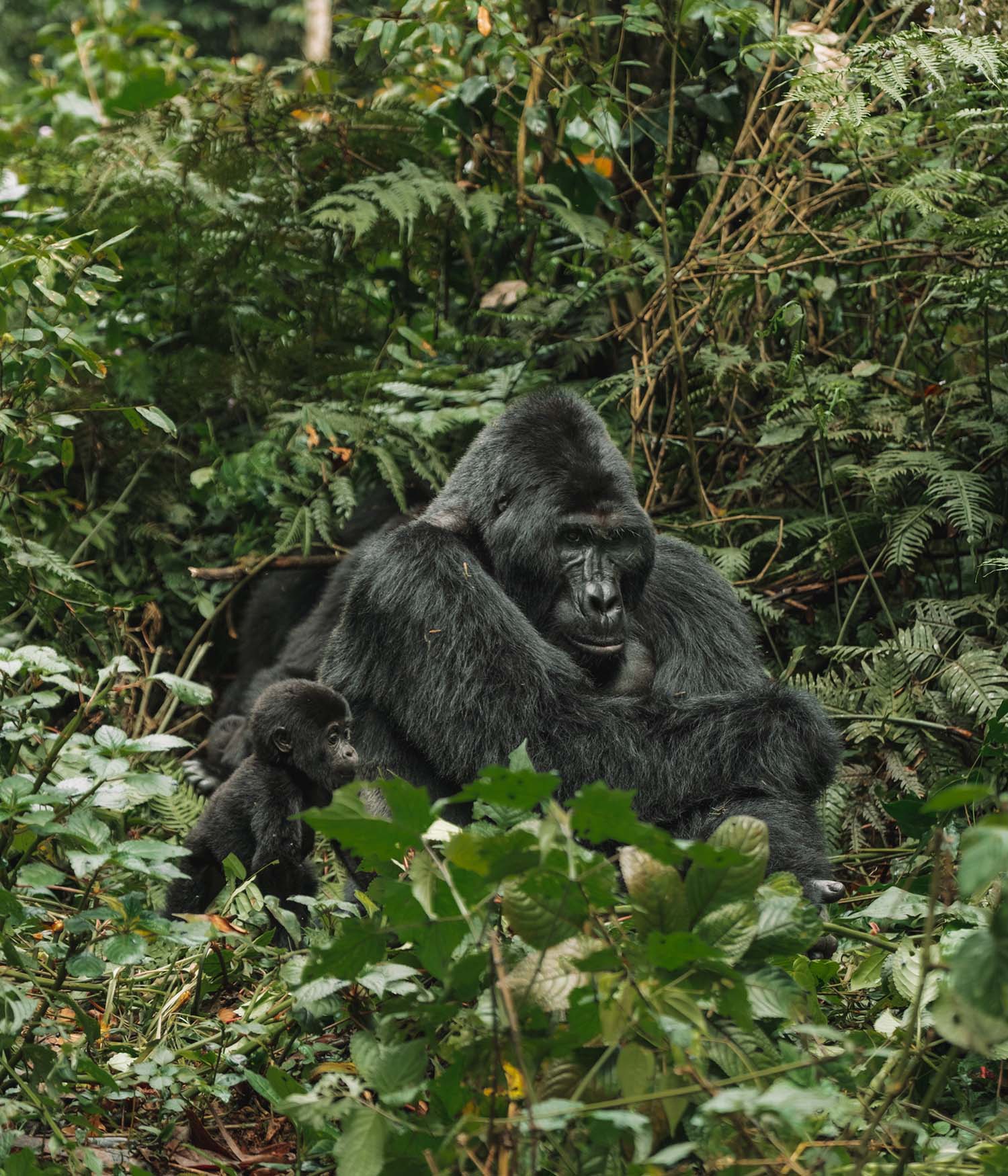 gorilla trekking uganda