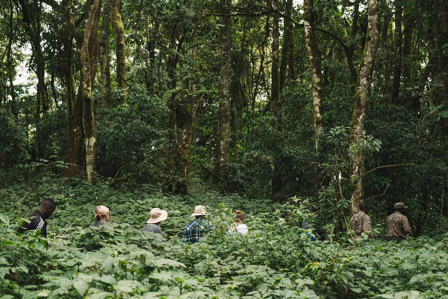 gorilla trekking uganda