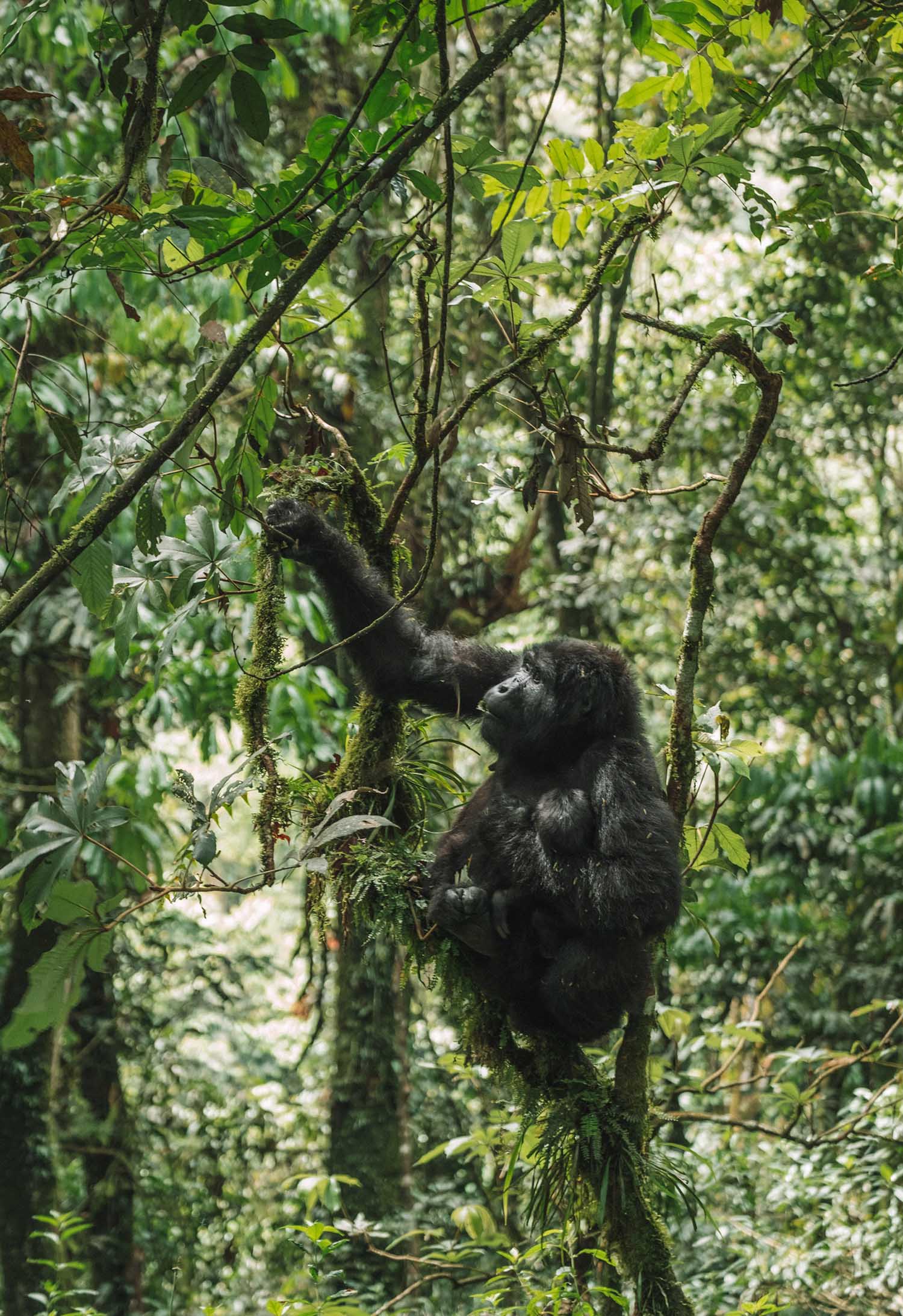 gorilla trekking uganda