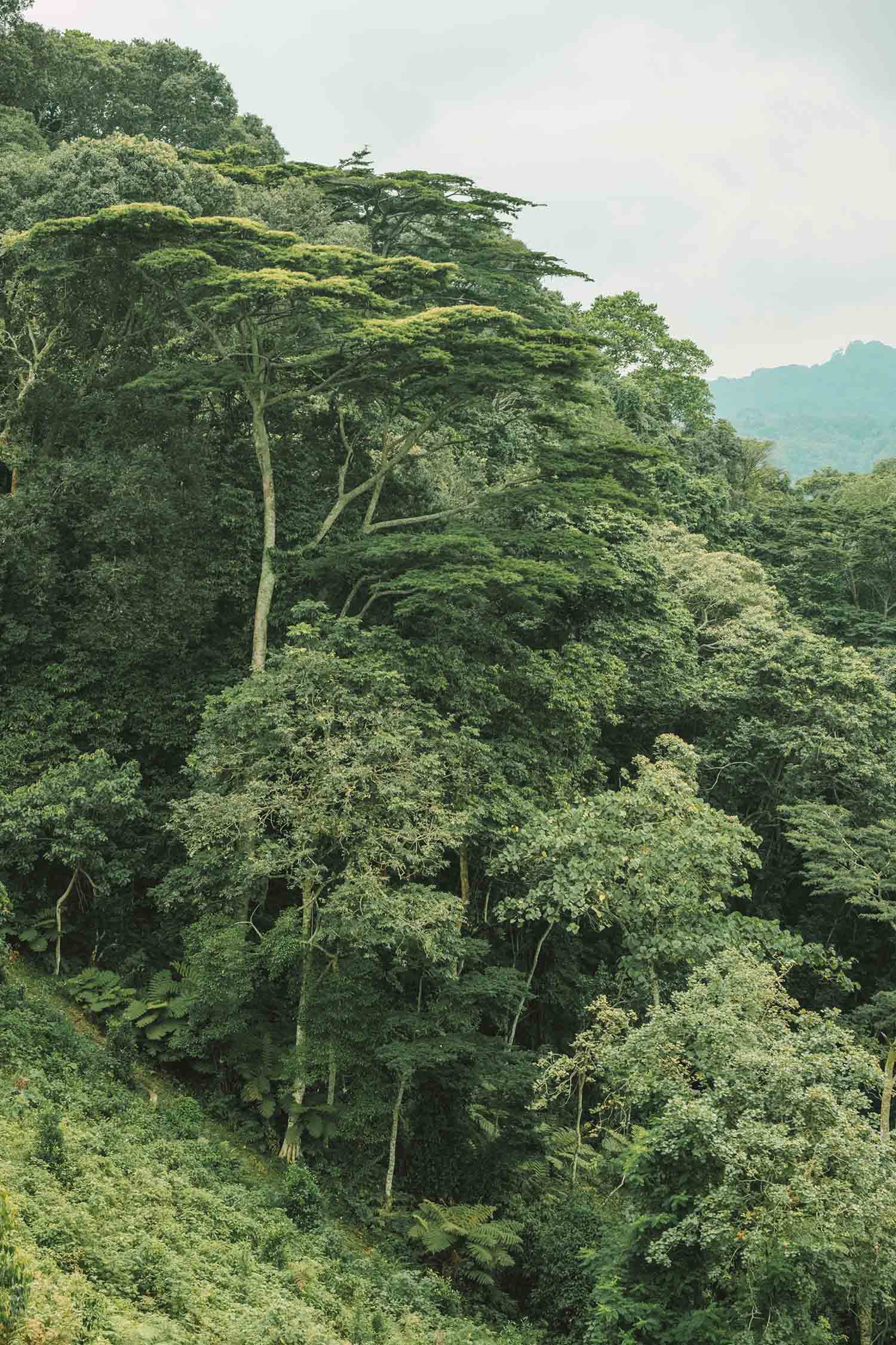 gorilla trekking uganda