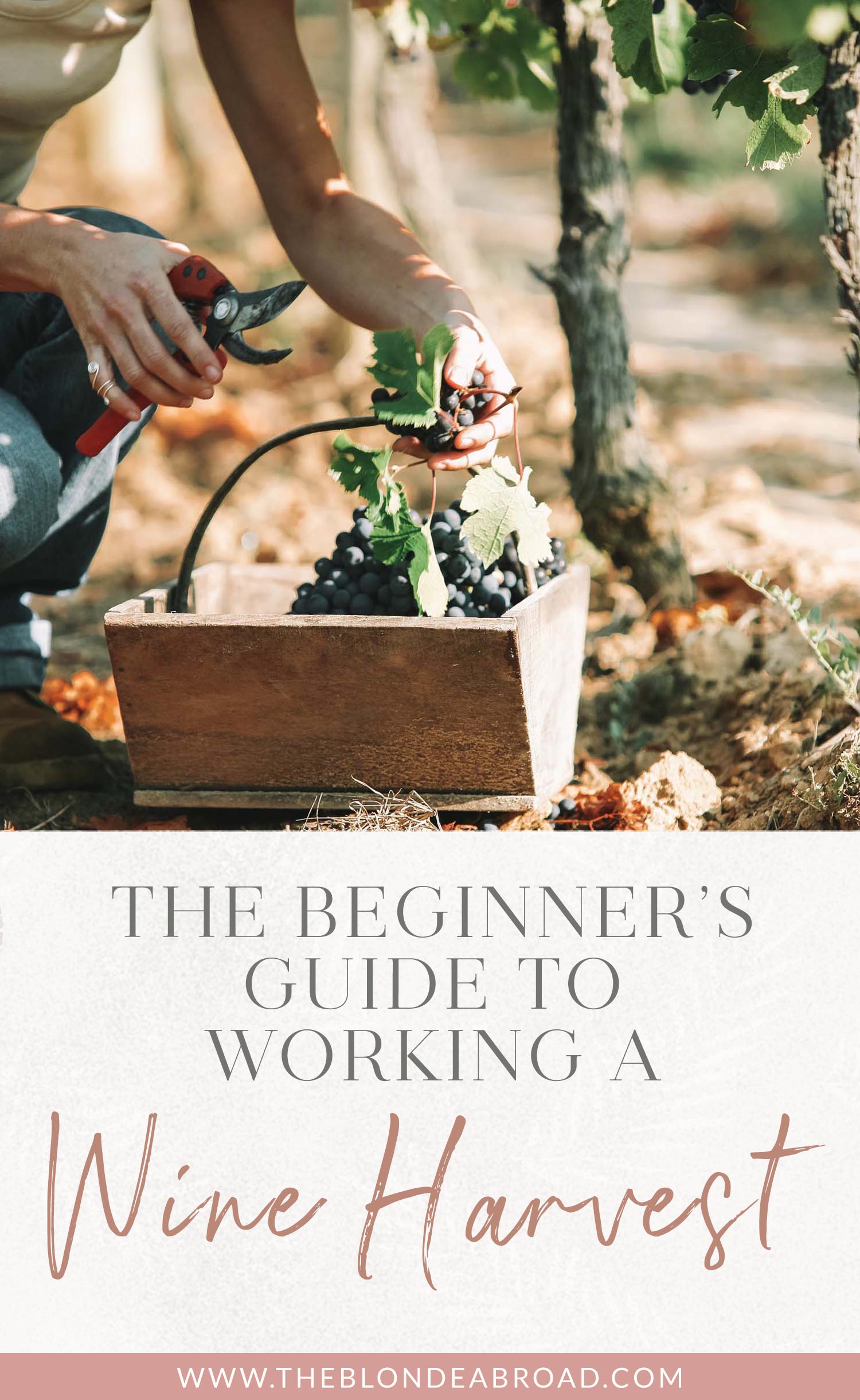 Beginner's Guide Working Wine Harvest