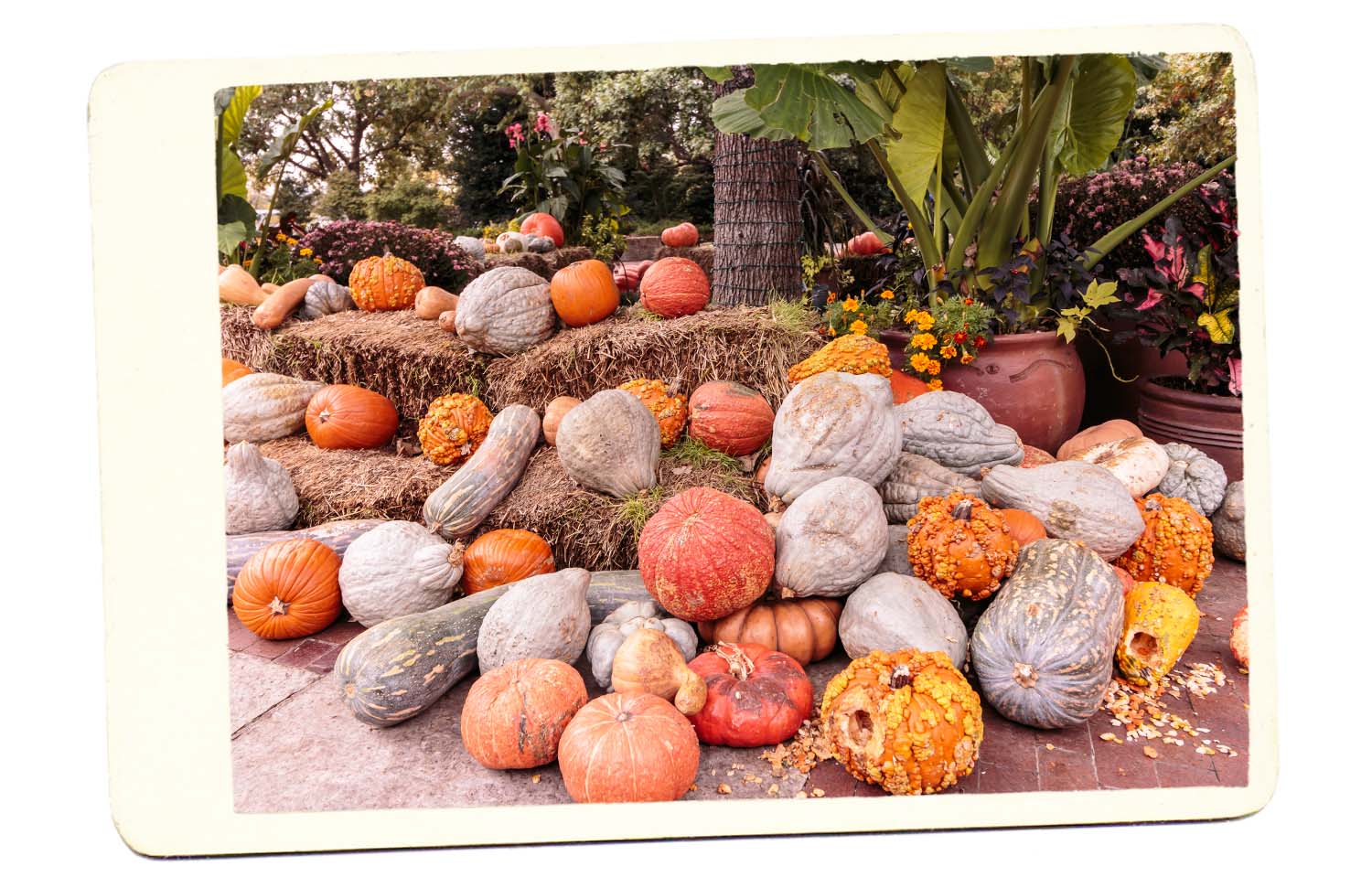 Fall Festival Pumpkins Gourds