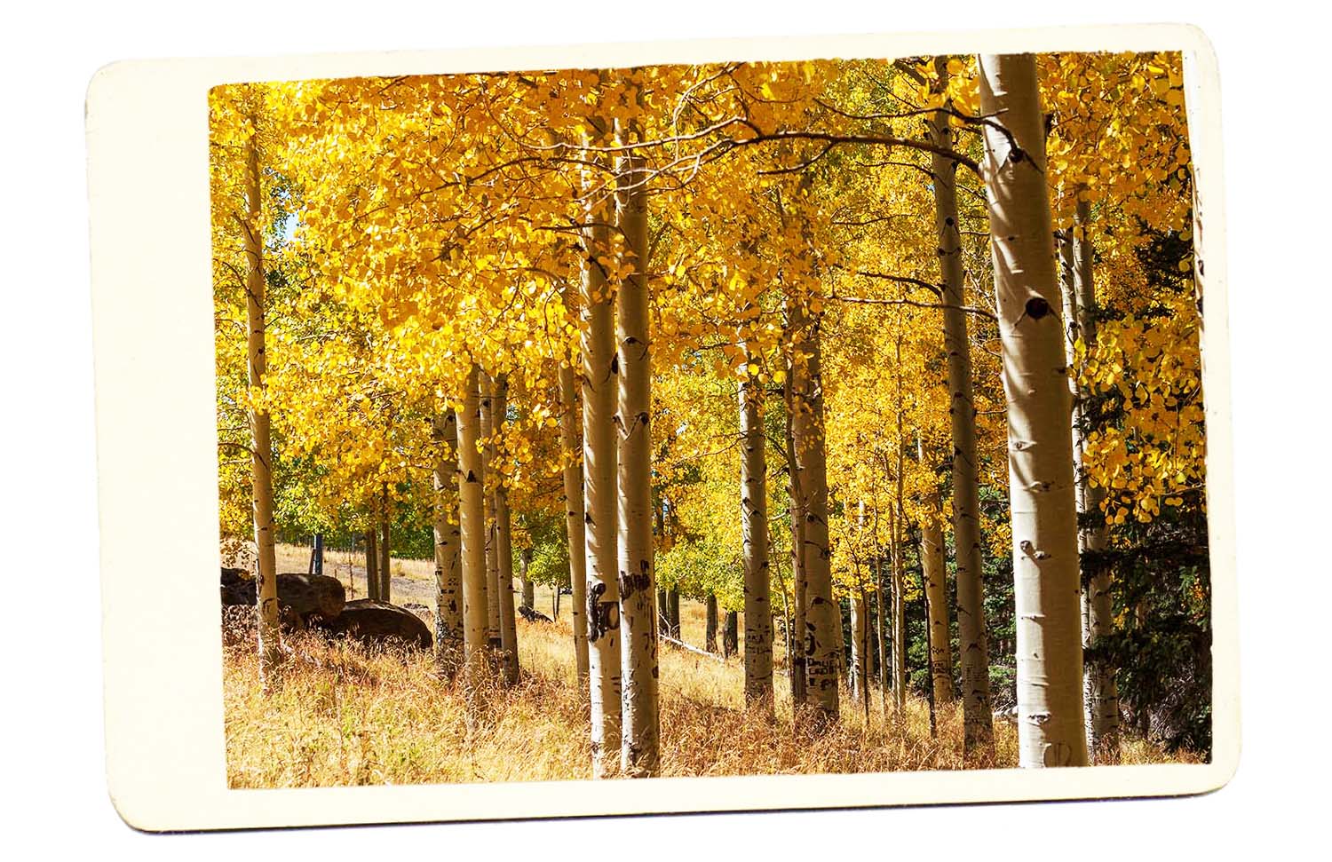 Flagstaff Arizona Aspen Golden Leaves
