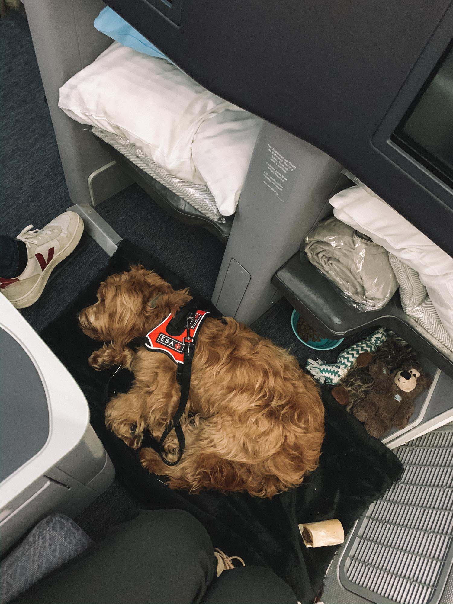 Dog Traveling ESA Airplane