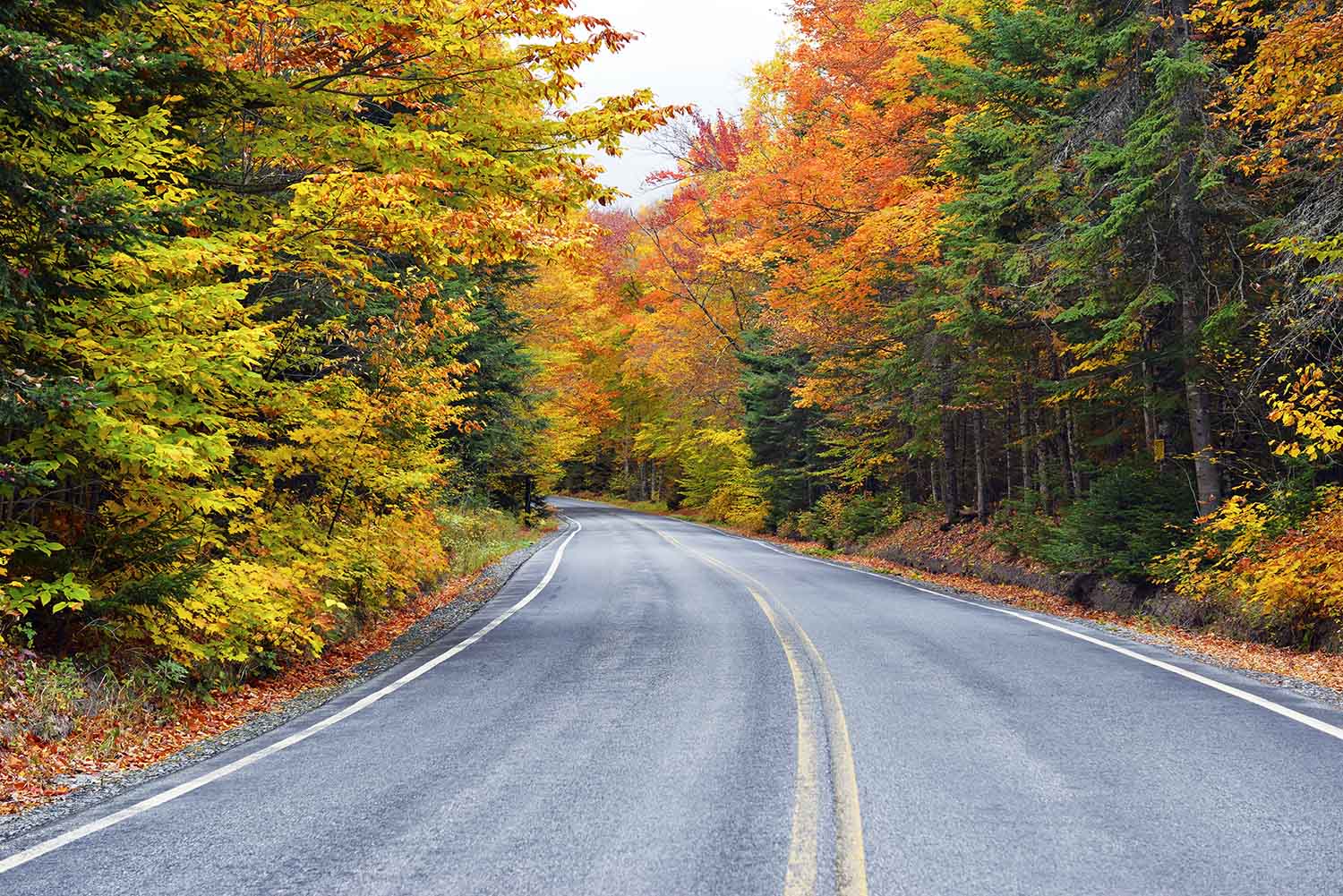 Catskills New York Fall Leaves